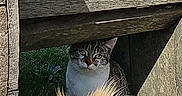 Nukka participe au concours pour gagner de l'argent avec cette photo : animal, bench, cat, closeup, curious, dog, ears, face, fur, golden_dog, grass, interaction, looking, nature, outdoor, pet, shadow, sunlight, tabby_cat, wood
