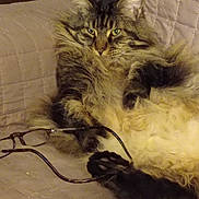 Laurens a rejoint le concours — aidez-le/la à gagner de superbes lots ! abyssinian, accessories, angora, animal, armchair, canine, cat, chair, couch, dog, electronics, furniture, glasses, hardwood, kitten, manx, pet, siamese, strap, wood