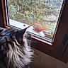 Laurens participe au concours pour gagner de l'argent avec cette photo : animal, canine, cat, dog, kitten, manx, nature, outdoors, pet, photography, picturewindow, plant, pottedplant, rat, rodent, snow, tree, window, windowsill, wood