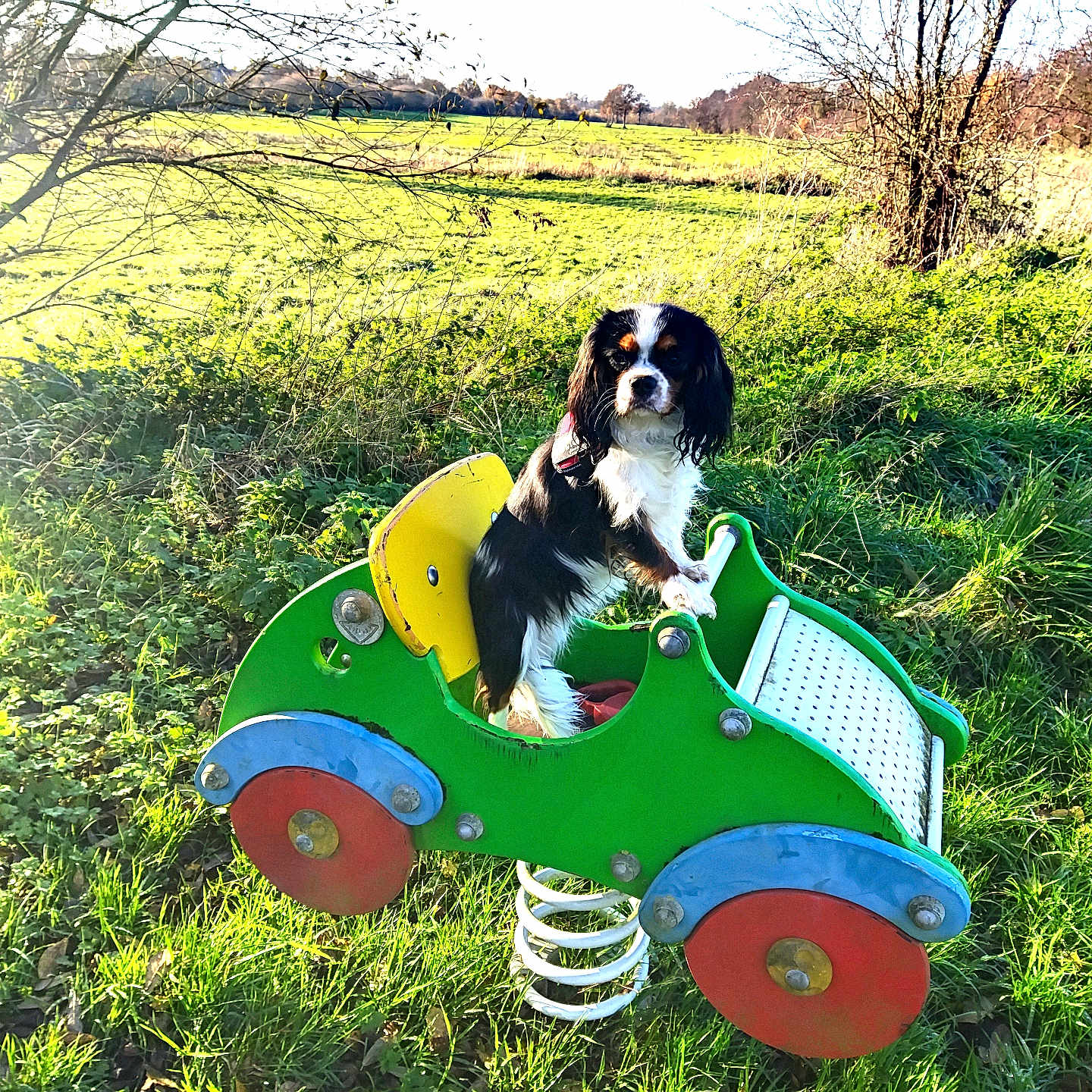 Alizée participe au concours pour gagner de l'argent avec cette photo : dog, spring_rocker, playground, grass, tree, sunlight, outdoor, park, greenery, toy_car, small_dog, nature, animal, pet, daylight, colorful, play, fun, cute, scenic