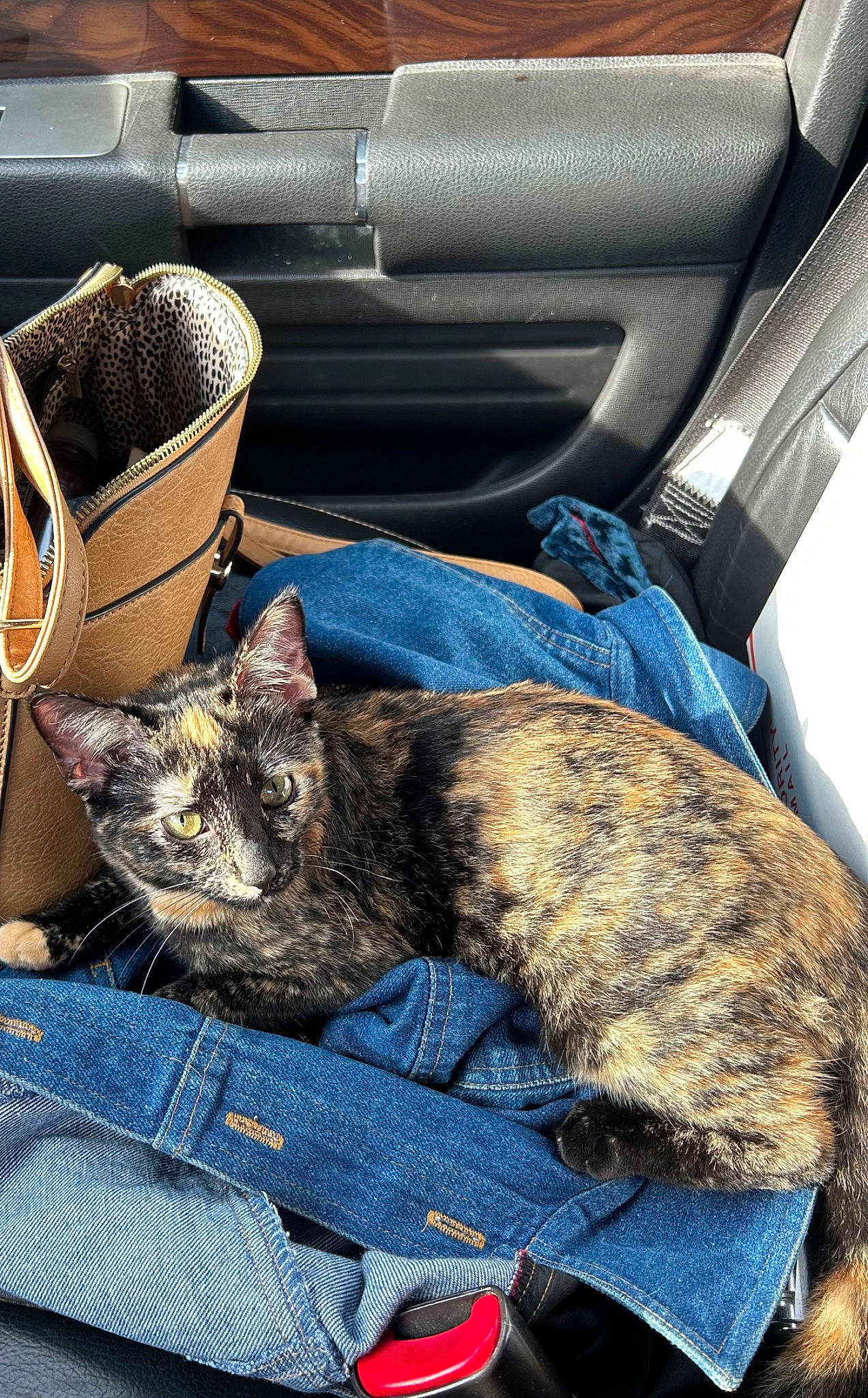 Booger is registered to the contest to win money with this photo: bag, baggage, basket, car_seat, car_seat_cover, carnivore, cat, comfort, domestic_short_haired_cat, electric_blue, family_car, felidae, fur, linens, luggage_and_bags, motor_vehicle, small_to_medium_sized_cats, vehicle, vehicle_door, whiskers