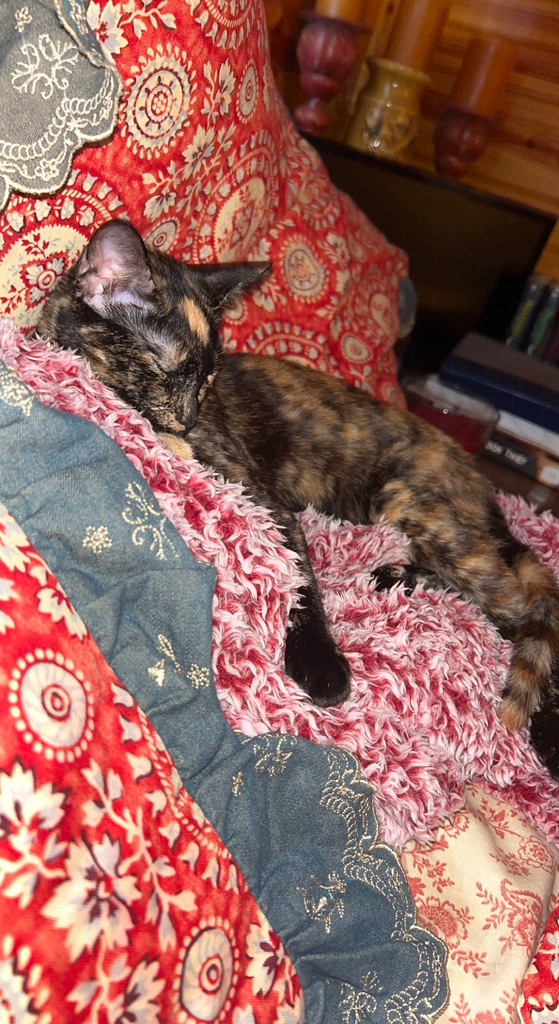 Booger joined the competition — help win amazing prizes! bed, bed_sheet, bedding, bookcase, carnivore, cat, comfort, domestic_short_haired_cat, felidae, fur, linens, magenta, nap, pattern, room, shelf, small_to_medium_sized_cats, tail, textile, whiskers