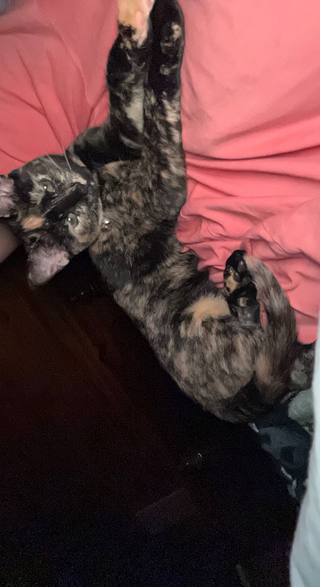 Booger is registered to the contest to win money with this photo: bed, canidae, carnivore, cat, claw, comfort, companion_dog, dog_breed, domestic_short_haired_cat, felidae, fur, human_leg, nap, paw, small_to_medium_sized_cats, snout, sporting_group, tail, whiskers