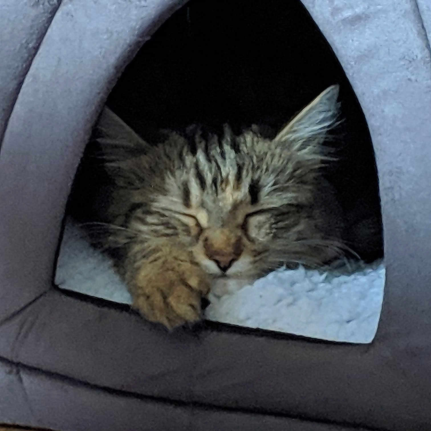 Luci joined the competition — help win amazing prizes! black_and_white, carnivore, cat, domestic_short_haired_cat, dragon_li, european_shorthair, eye, felidae, fur, kitten, nap, norwegian_forest_cat, sleep, small_to_medium_sized_cats, snout, tabby_cat, whiskers, wild_cat