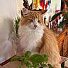 Seleste a rejoint le concours — aidez-le/la à gagner de superbes lots ! cat, orange_cat, fluffy_cat, indoor, plant, green_leaves, painting, colorful_art, wooden_furniture, decorative_items, tile, window_light, calm, pet, animal, fur, whiskers, ears, sitting, domestic_cat