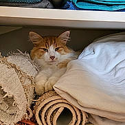 Seleste a rejoint le concours — aidez-le/la à gagner de superbes lots ! cat, orange_cat, white_cat, towels, blankets, rolled_towels, shelf, indoor, cozy, pet, fur, relaxed, resting, home, furniture, stacked, soft, comfort, animal, domestic
