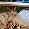 cat, orange_cat, white_cat, towels, blankets, rolled_towels, shelf, indoor, cozy, pet, fur, relaxed, resting, home, furniture, stacked, soft, comfort, animal, domestic