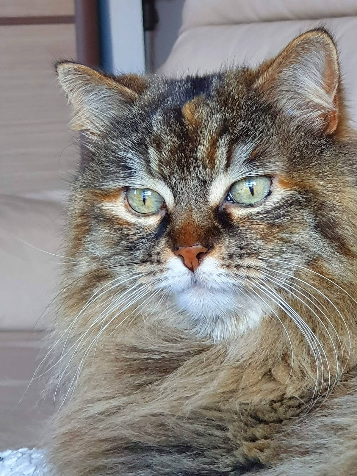 Touffue participe au concours pour gagner de l'argent avec cette photo : carnivore, cat, domestic_short_haired_cat, felidae, fur, grass, small_to_medium_sized_cats, snout, terrestrial_animal, whiskers, wildlife, window