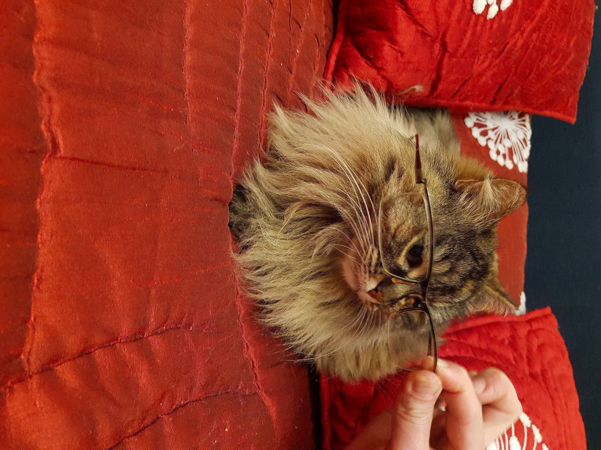 Touffue participe au concours pour gagner de l'argent avec cette photo : carnivore, cat, claw, comfort, fawn, felidae, fur, hand, nail, orange, pattern, paw, plant, sleeve, small_to_medium_sized_cats, tail, terrestrial_animal, textile, whiskers, wood