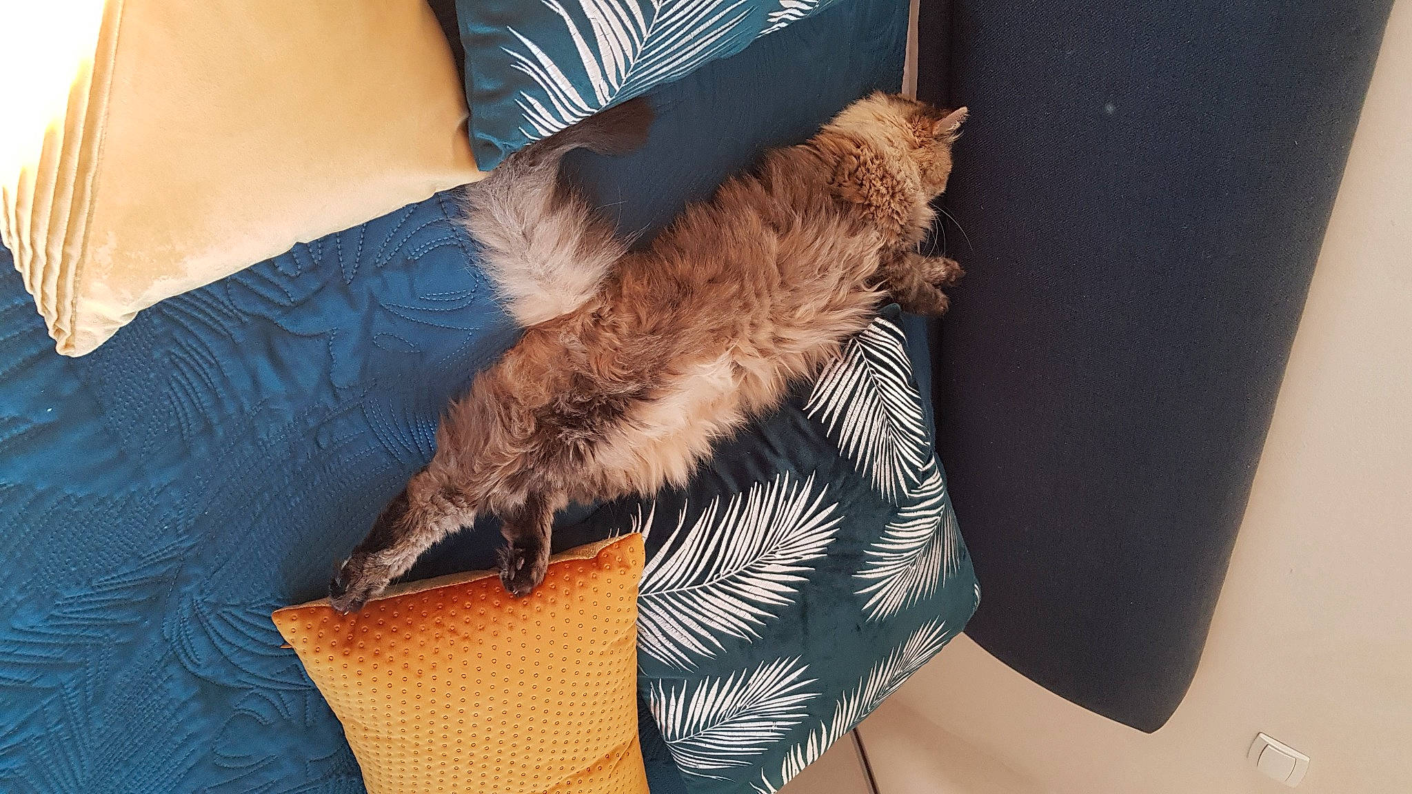 Touffue participe au concours pour gagner de l'argent avec cette photo : carnivore, cat, comfort, domestic_short_haired_cat, electric_blue, fashion_accessory, fawn, felidae, foot, fur, gesture, human_leg, knee, lap, linens, small_to_medium_sized_cats, tail, thigh, whiskers, wrist