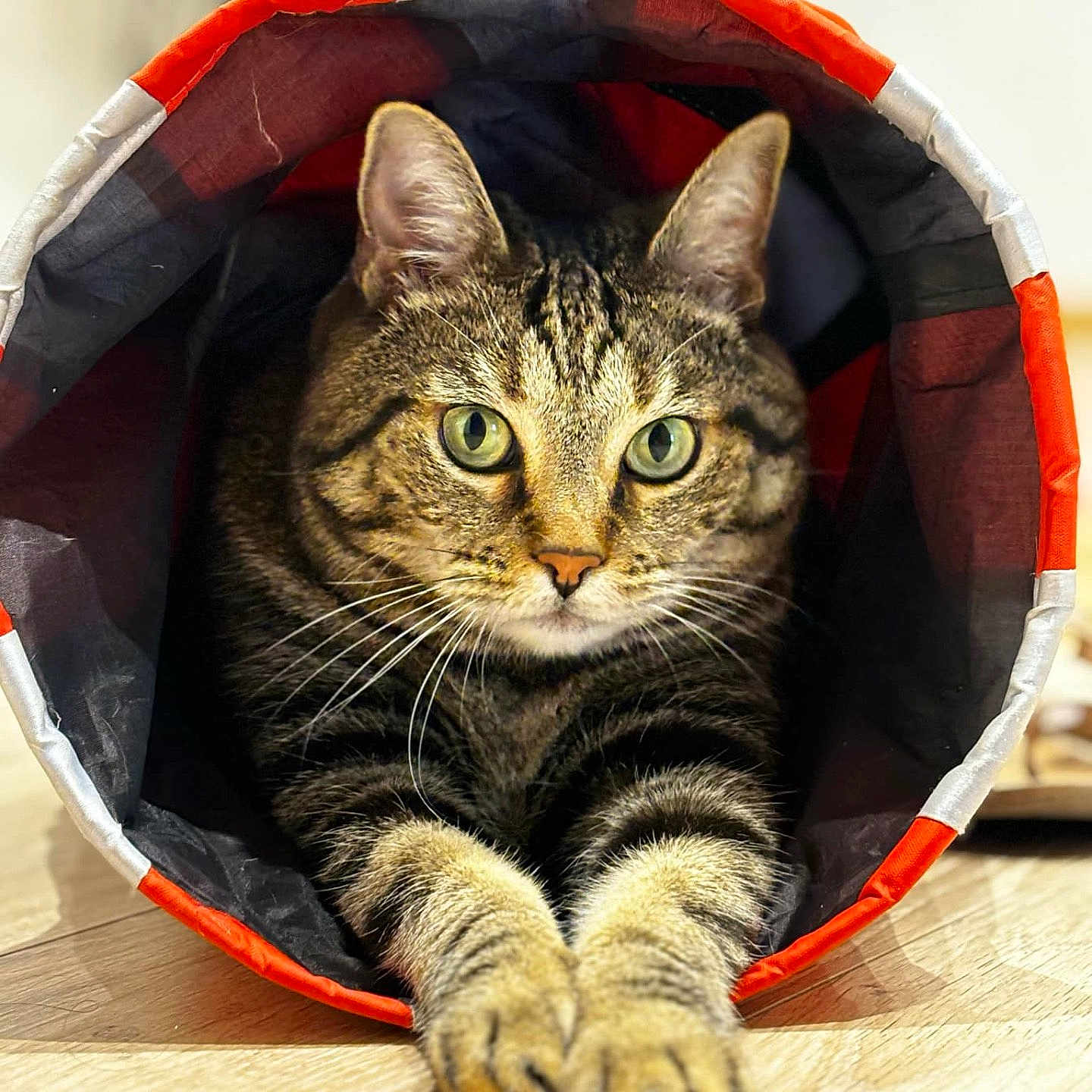 Fripouille participe au concours pour gagner de l'argent avec cette photo : abyssinian, animal, bag, basket, blanket, cat, clothing, den, document, hardwood, indoors, kitten, manx, person, pet, receipt, sleeping, stainedwood, text, wood
