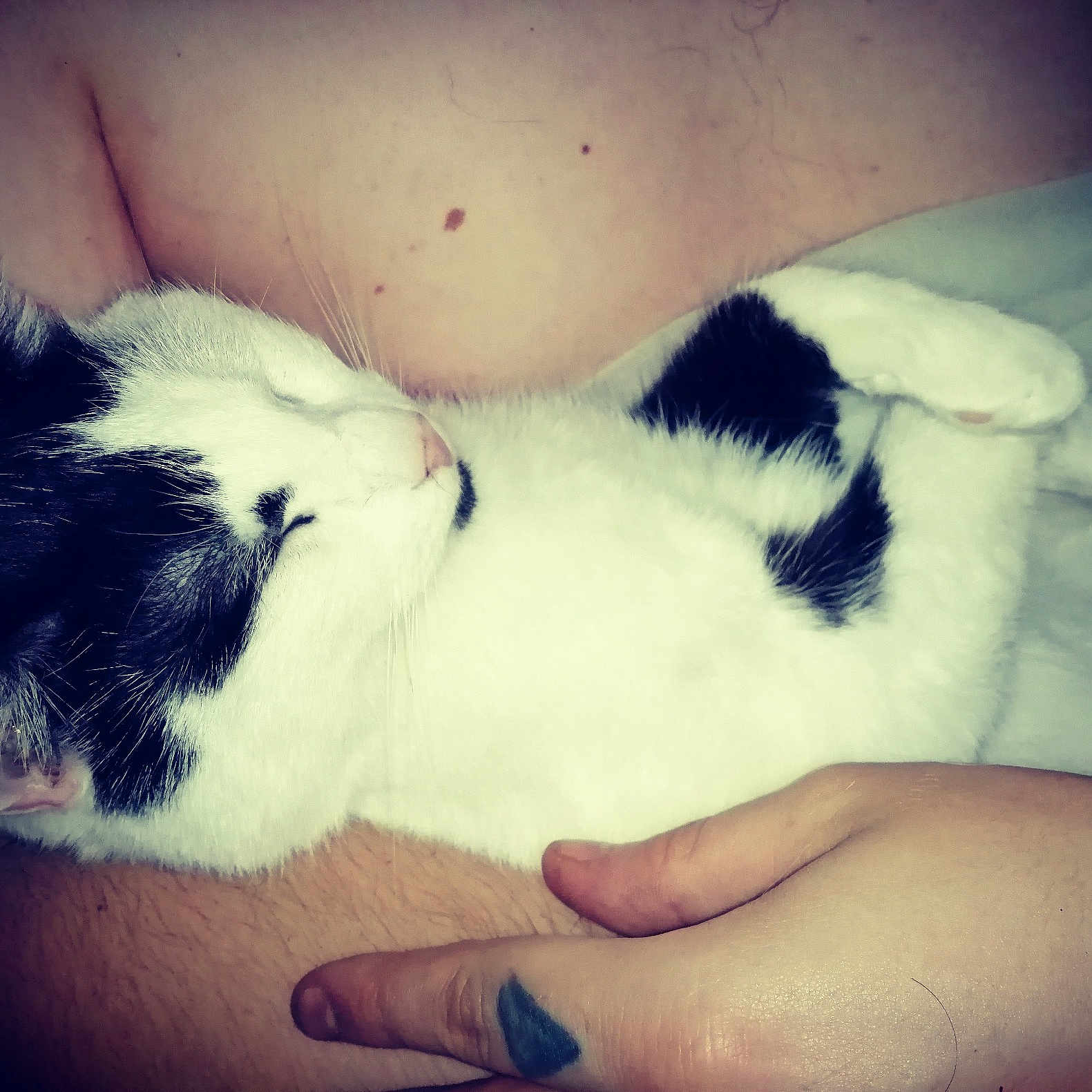 Flakor joined the competition — help win amazing prizes! canidae, carnivore, cat, cloud, dog, ear, eye, felidae, fur, hand, love, nap, nose, paw, puppy, puppy_love, skin, sky, sleep, small_to_medium_sized_cats