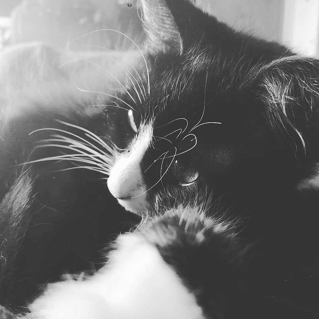 Floof