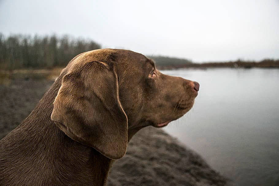 Chocolate joined the competition — help win amazing prizes! carnivore, collar, companion_dog, dog, dog_breed, dog_collar, fawn, gun_dog, labrador_retriever, lake, landscape, liver, retriever, sky, snout, sporting_group, terrestrial_animal, tree, water, working_animal