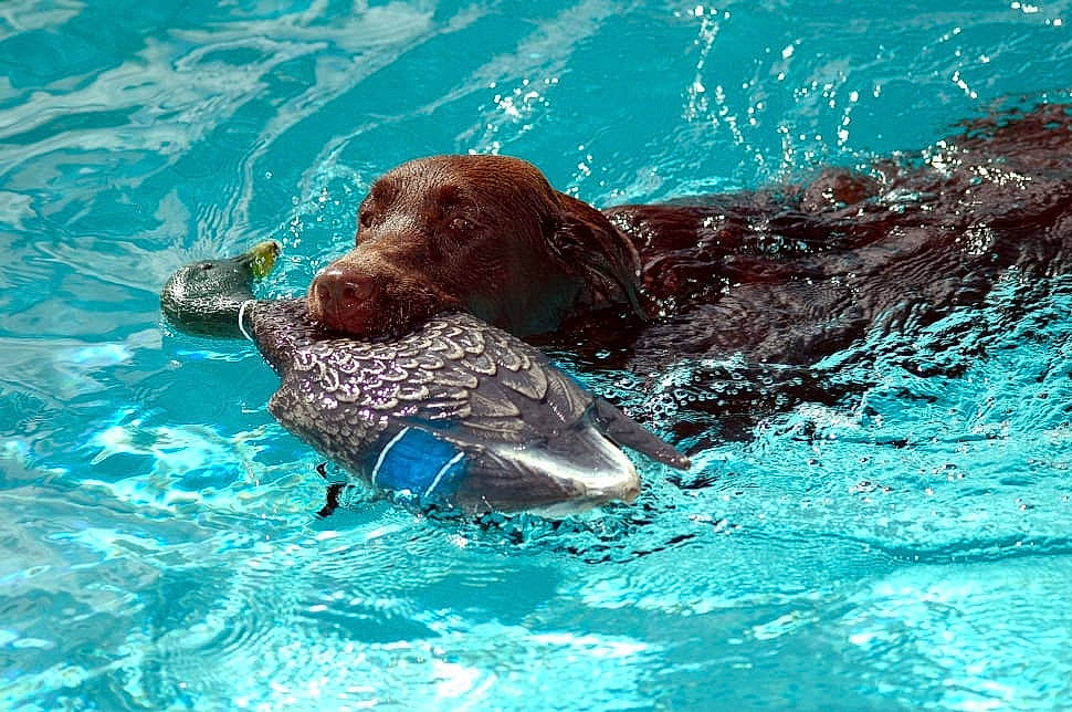 Chocolate is registered to the contest to win money with this photo: _geese_and_swans, beak, canidae, carnivore, companion_dog, dog, dog_breed, ducks, fawn, gun_dog, leisure, liver, marine_mammal, pointing_breed, seabird, sporting_group, water, wave, wildlife, wind_wave