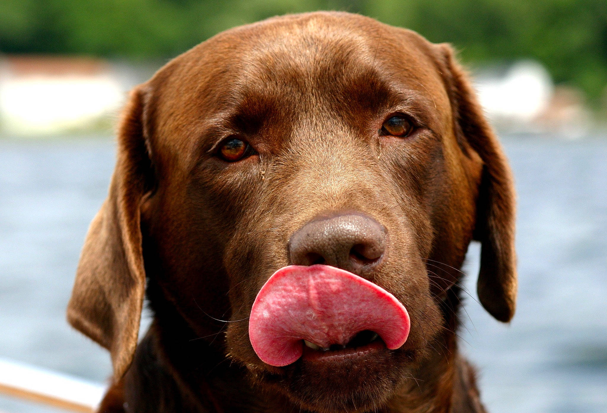 Chocolate joined the competition — help win amazing prizes! canidae, carnivore, collar, companion_dog, dog, dog_breed, dog_collar, dog_supply, fawn, fur, gun_dog, hunting_dog, labrador_retriever, liver, retriever, snout, sporting_group, whiskers, working_animal, working_dog