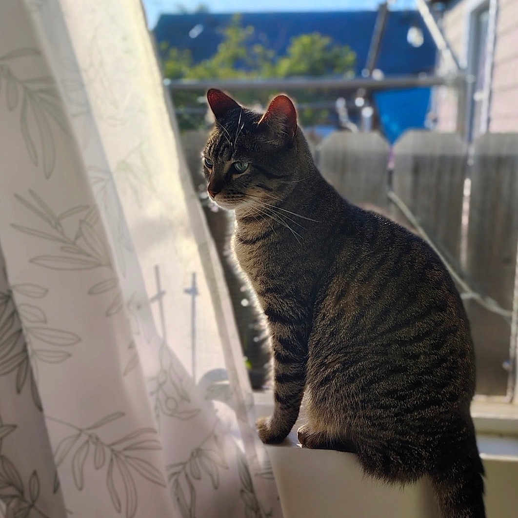 Tabitha joined the competition — help win amazing prizes! cat, tabby_cat, windowsill, curtain, indoor, sunlight, pet, animal, feline, striped, window, daylight, house, domestic_animal, side_view, sitting, quiet, peaceful, shadow, background_blur