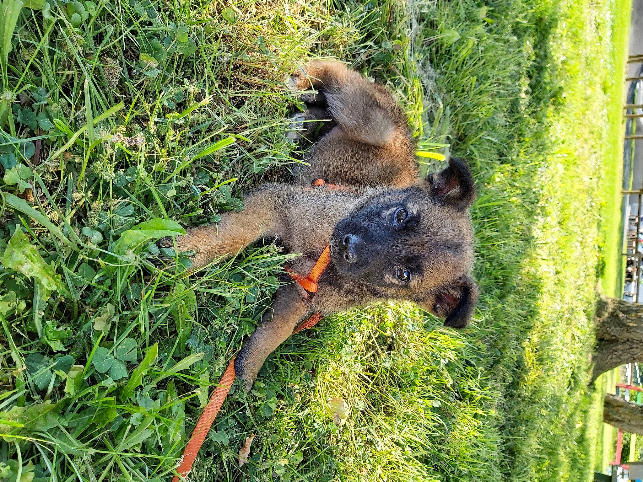 Ryder a rejoint le concours — aidez-le/la à gagner de superbes lots ! canidae, carnivore, dog, dog_breed, fawn, grass, mammal, plant, puppy, terrier, vertebrate