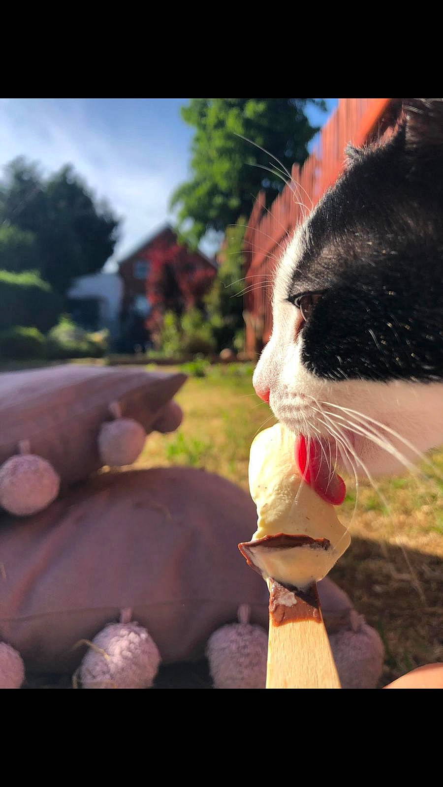 Oreo joined the competition — help win amazing prizes! cat, ear, fawn, felidae, grass, hand, mouth, nose, photography, small_to_medium_sized_cats, snout, whiskers