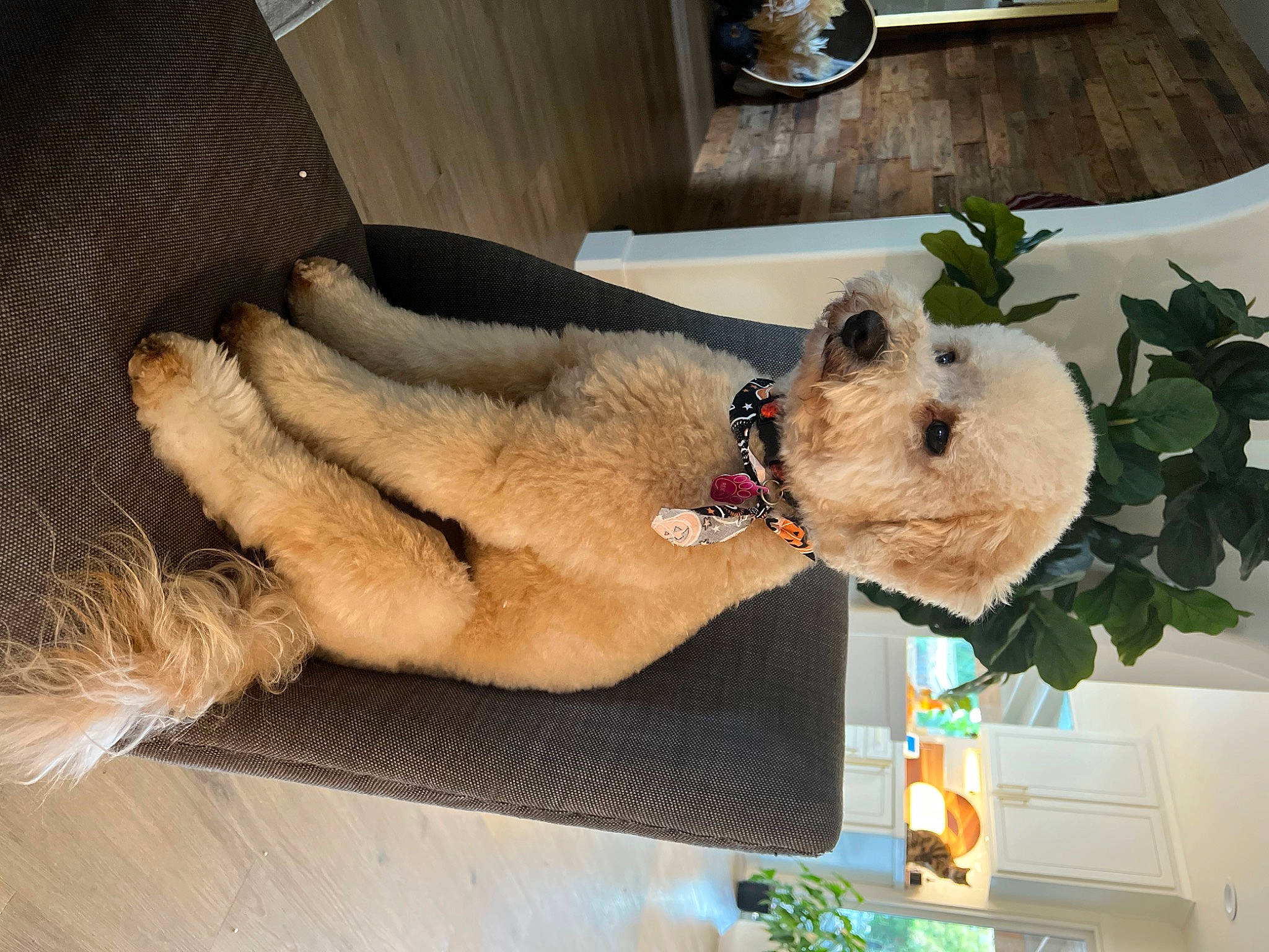 Reign is registered to the contest to win money with this photo: airedale_terrier, bear, carnivore, companion_dog, dog, dog_breed, fawn, felidae, fur, kitchen_utensil, mammal, paw, pet_supply, plant, plumbing_fixture, stuffed_toy, tableware, teddy_bear, toy, vertebrate