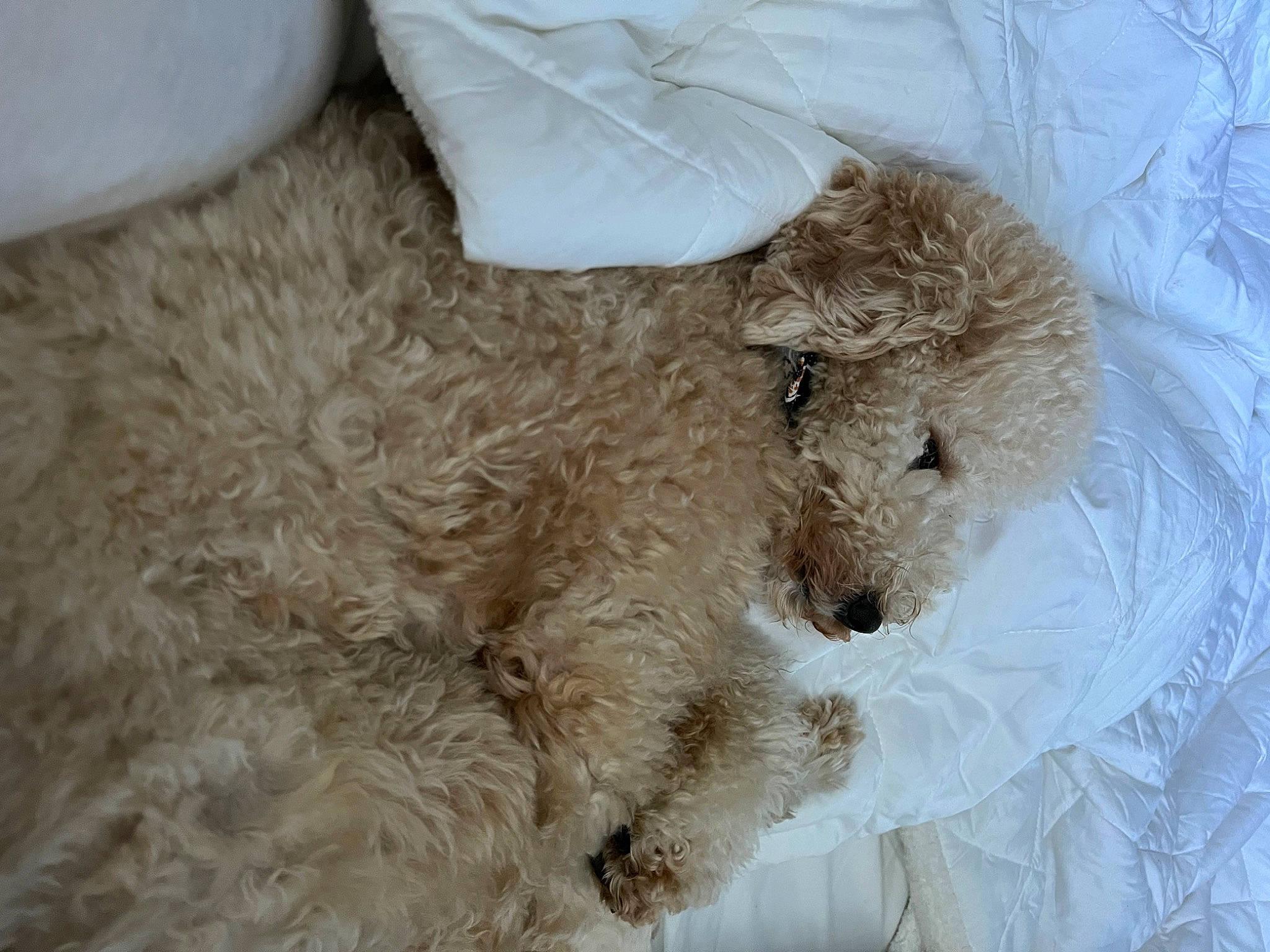 Reign is registered to the contest to win money with this photo: canidae, carnivore, companion_dog, cow_goat_family, dog, dog_breed, fawn, fur, livestock, mammal, non_sporting_group, sheep, sporting_group, terrestrial_animal, toy, vertebrate, water_dog, wool, working_animal