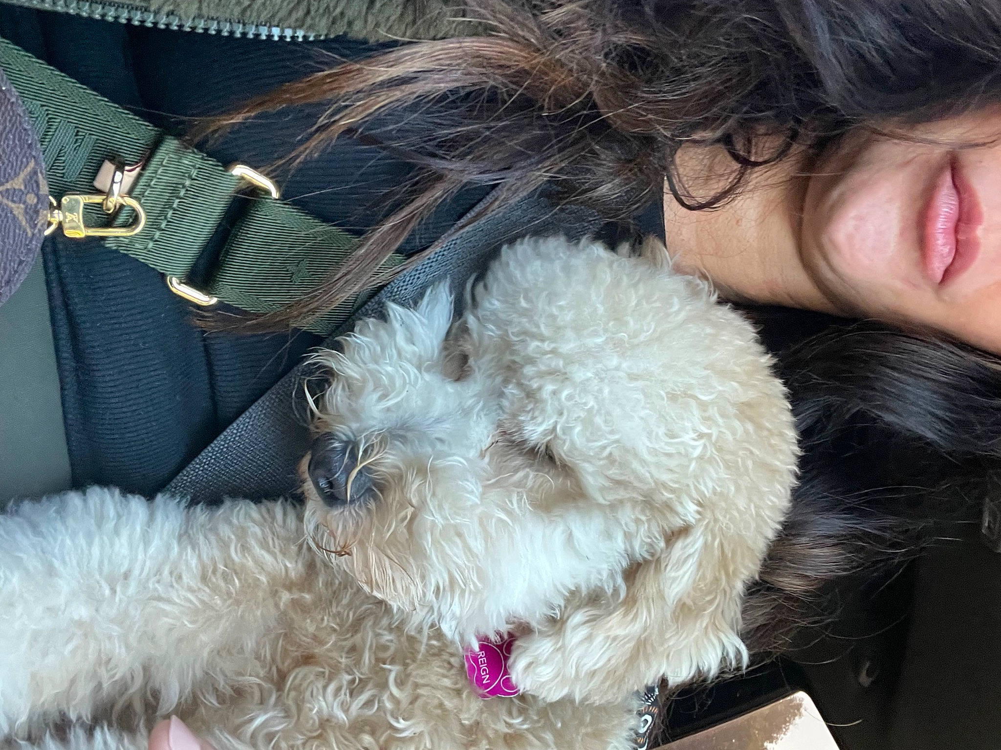 Reign joined the competition — help win amazing prizes! carnivore, companion_dog, dog, dog_breed, dog_collar, fashion_accessory, fawn, fur, fur_clothing, glasses, goggles, hat, skin, snout, sporting_group, stuffed_toy, sunglasses, textile, toy, toy_dog