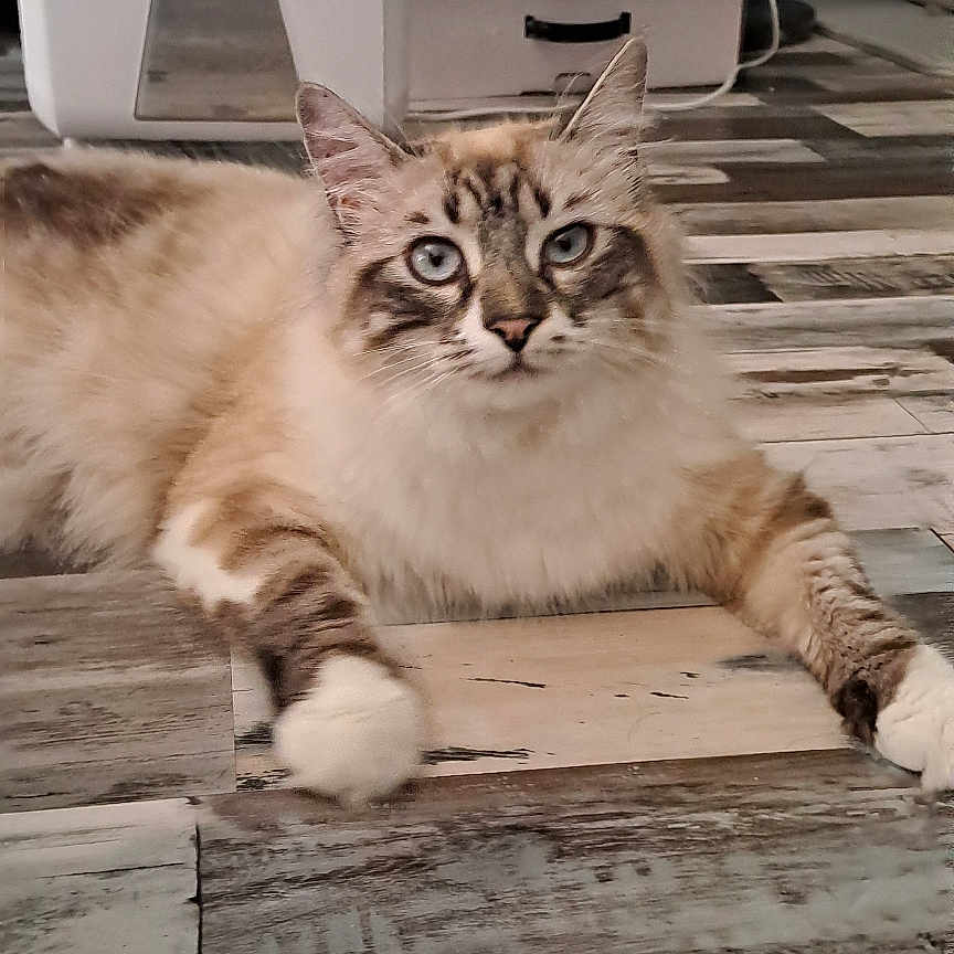 Nala participe au concours pour gagner de l'argent avec cette photo : animal, bird, cat, computer, computerhardware, computerkeyboard, device, electronics, furniture, hardware, hardwood, homedecor, kitten, laptop, manx, pc, pet, plywood, table, wood