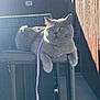 Ulysse a rejoint le concours — aidez-le/la à gagner de superbes lots ! animal, calm, cat, chair, closeup, cushion, daylight, domestic_cat, feline, furniture, gray_cat, leash, outdoor, pet, portrait, relaxed, resting, sitting, sunlight, wooden_fence