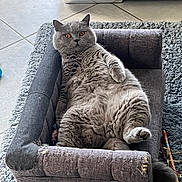 Ulysse a rejoint le concours — aidez-le/la à gagner de superbes lots ! animal, carpet, cat, cozy, cute, feline, fluffy, fur, furniture, gray_cat, home, indoor, mini_couch, orange_eyes, paw, pet, relaxed, resting, tail, tile_floor