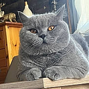 Ulysse participe au concours pour gagner de l'argent avec cette photo : cat, gray_cat, feline, pet, indoor, wooden_furniture, statue, decor, animal, fur, whiskers, ears, paws, resting, close_up, cozy, domestic, portrait, table, window