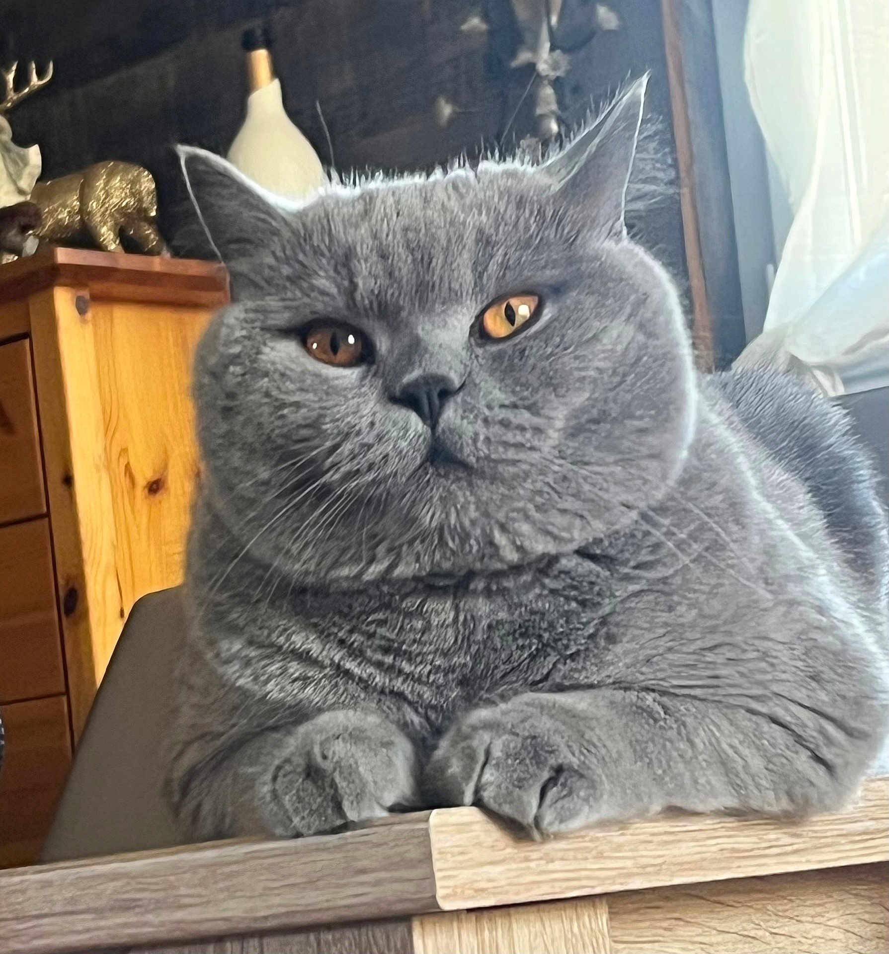 Ulysse participe au concours pour gagner de l'argent avec cette photo : cat, gray_cat, feline, pet, indoor, wooden_furniture, statue, decor, animal, fur, whiskers, ears, paws, resting, close_up, cozy, domestic, portrait, table, window