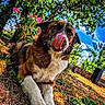 Tara participe au concours pour gagner de l'argent avec cette photo : dog, tongue, grass, outdoor, nature, tree, flower, sky, cloud, sunlight, pet, animal, canine, playful, lying_down, colorful, garden, summer, daytime, closeup