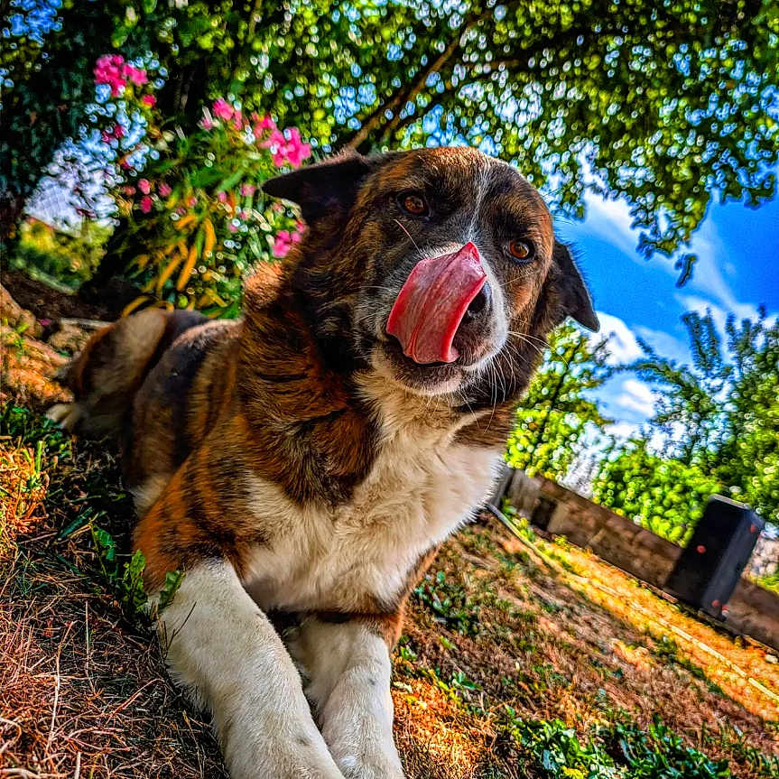 Tara