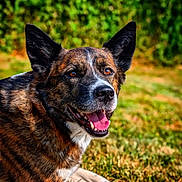 Tara participe au concours pour gagner de l'argent avec cette photo : dog, canine, pet, brindle, grass, outdoor, nature, smiling, tongue_out, ears_up, lying_down, animal, mammal, happy, friendly, sunlight, greenery, portrait, closeup, daytime