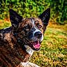dog, canine, pet, brindle, grass, outdoor, nature, smiling, tongue_out, ears_up, lying_down, animal, mammal, happy, friendly, sunlight, greenery, portrait, closeup, daytime