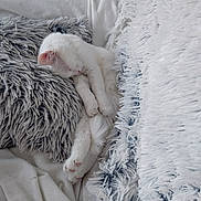 Plume participe au concours pour gagner de l'argent avec cette photo : cat, white_cat, sleeping, sleepy,  curled_up, pet, animal, indoors, blanket, fluffy_blanket, couch, cozy, relaxed, paws, pink_nose, pink_ears, fur, portrait, nap, home_decor