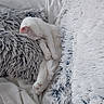cat, white_cat, sleeping, sleepy,  curled_up, pet, animal, indoors, blanket, fluffy_blanket, couch, cozy, relaxed, paws, pink_nose, pink_ears, fur, portrait, nap, home_decor