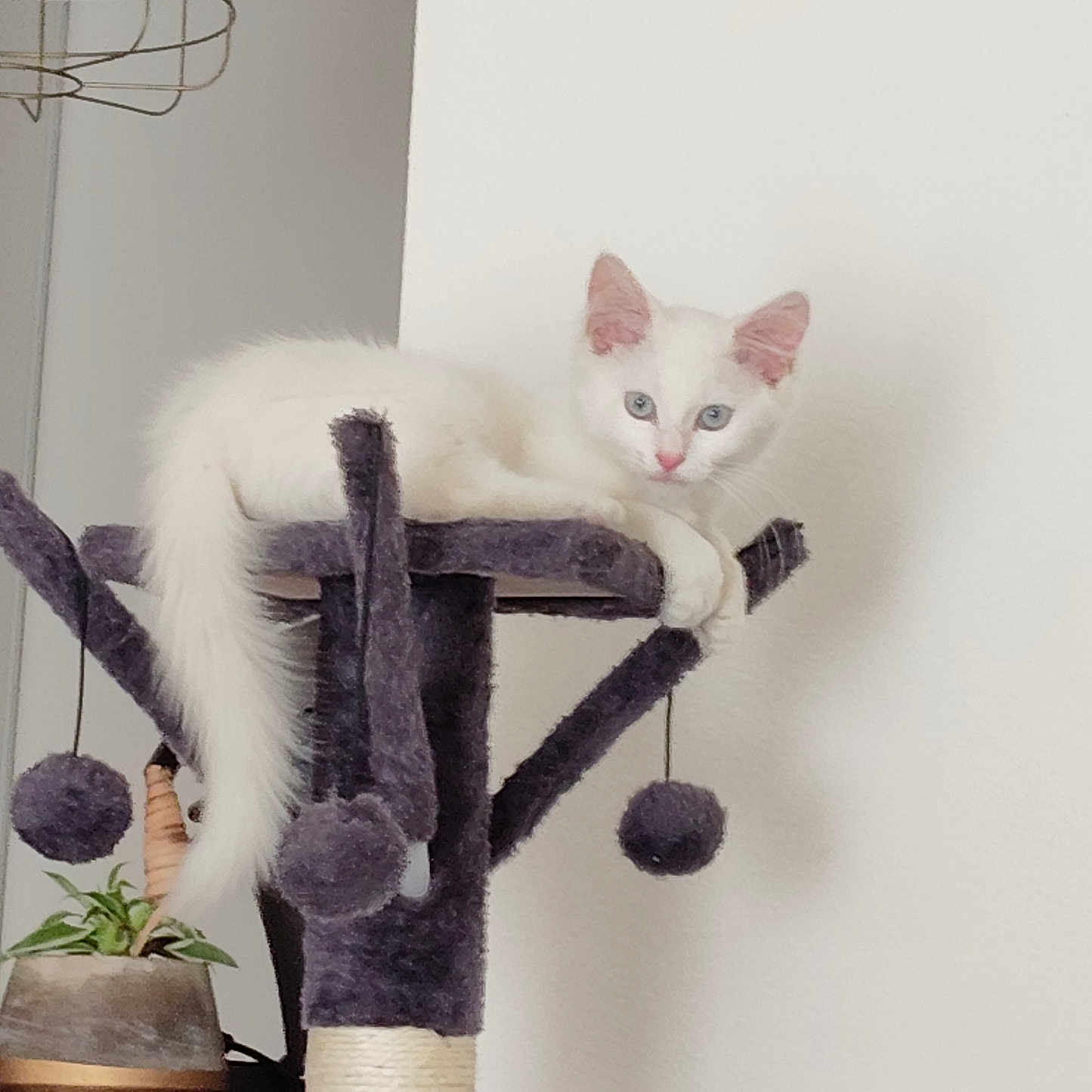 Plume a rejoint le concours — aidez-le/la à gagner de superbes lots ! cat, kitten, white_cat, fluffy, blue_eyes, pink_ears, pink_nose, long_tail, cat_tree, scratching_post, pet_furniture, indoor, home, wall, lamp, houseplant, pot, relaxed, lounging, animal_portrait