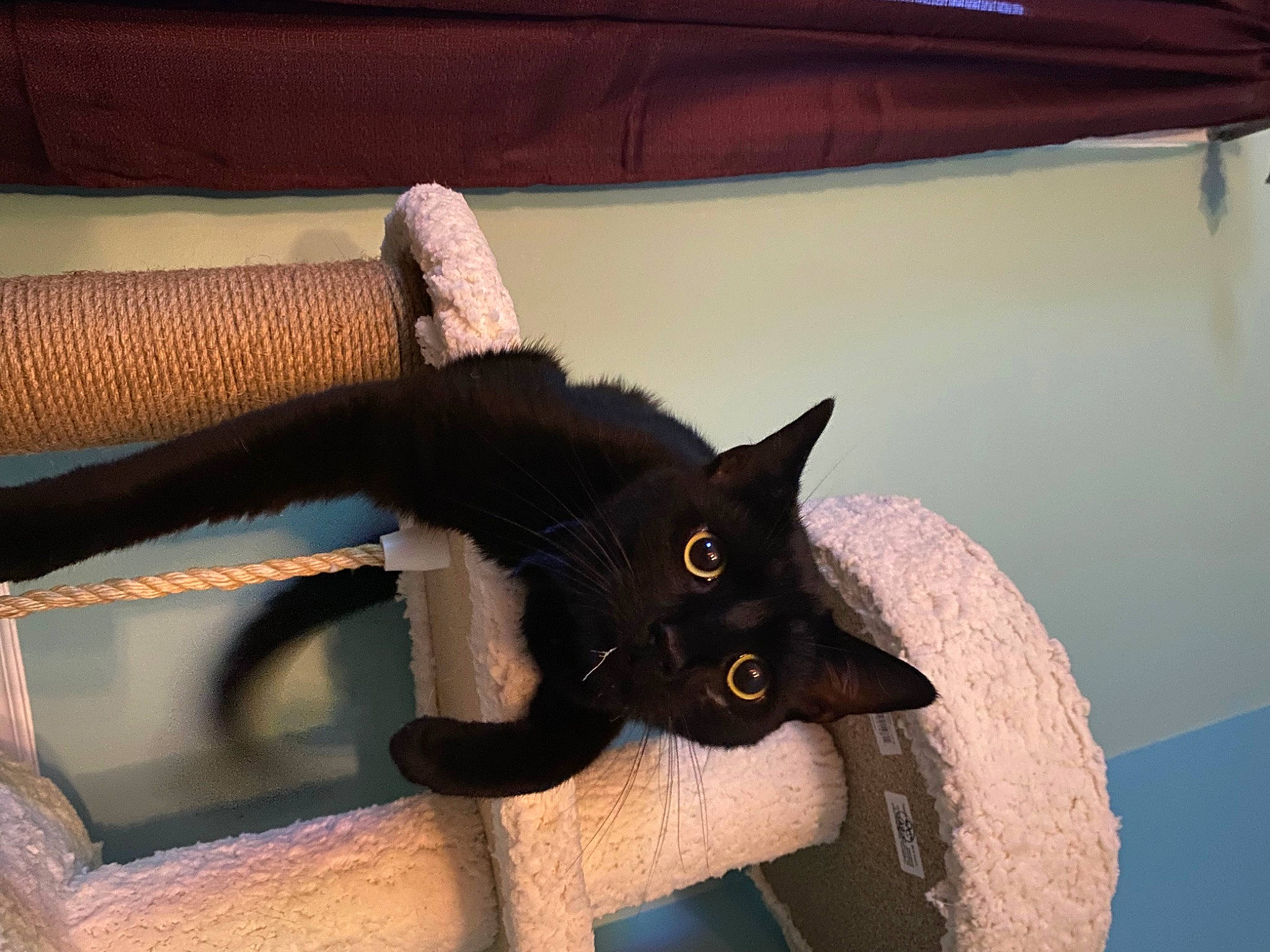 Binx joined the competition — help win amazing prizes! black_cat, carnivore, cat, claw, comfort, couch, domestic_short_haired_cat, felidae, fur, havana_brown, plant, room, small_to_medium_sized_cats, snout, tail, whiskers, window, wood