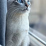 Sakura participe au concours pour gagner de l'argent avec cette photo : cat, feline, blue_eyes, whiskers, window, windowsill, curtain, indoor, pet, fur, portrait, closeup, curious, looking_up, bokeh, soft_light, domestic_animal, mammal, cozy, sitting