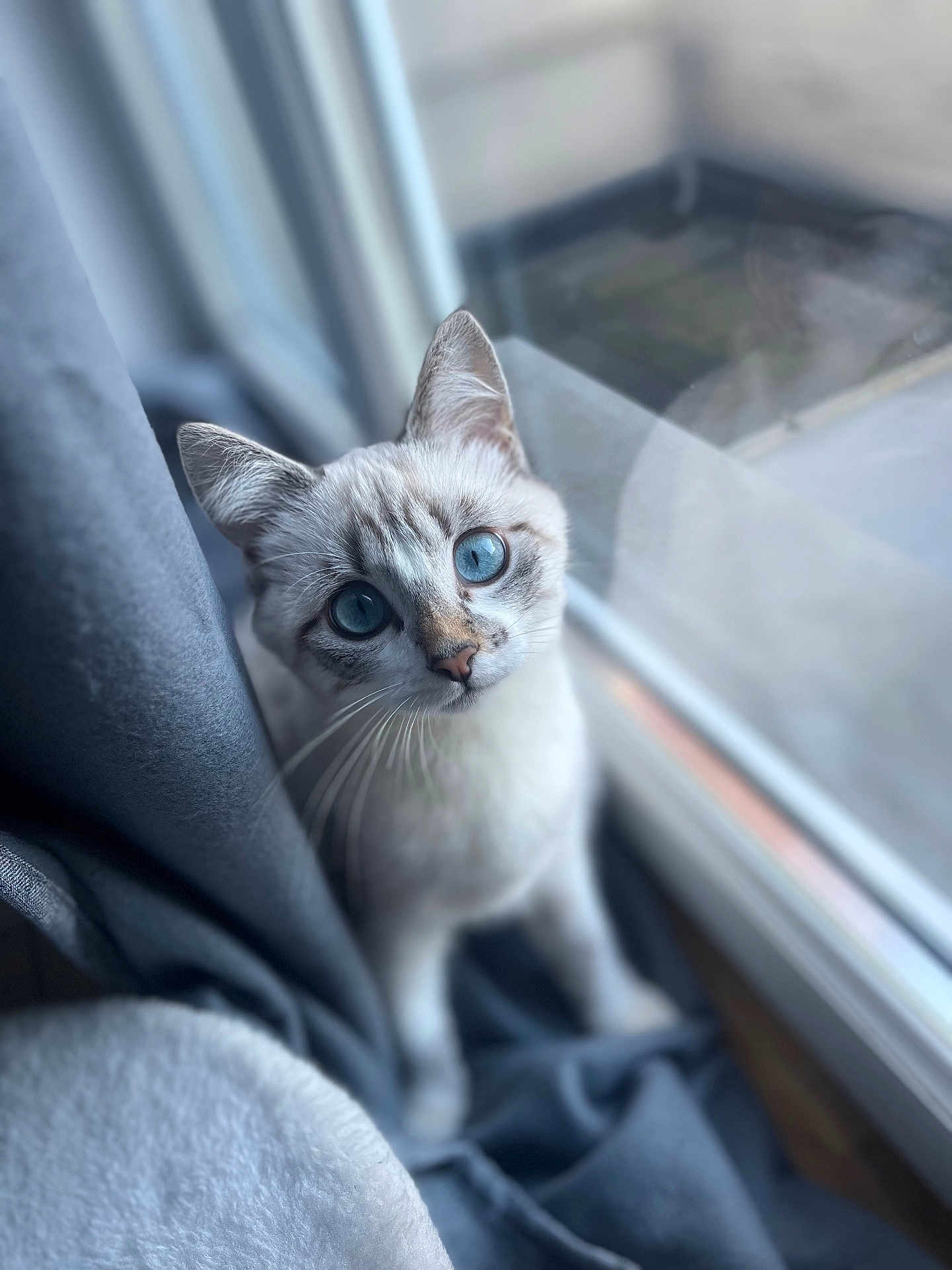 Sakura participe au concours pour gagner de l'argent avec cette photo : cat, kitten, pet, blue_eyes, window, curtain, indoor, portrait, whiskers, fur, looking_up, close_up, domestic_cat, sitting, soft_light, bokeh, home, windowsill, ears, nose