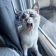 Sakura participe au concours pour gagner de l'argent avec cette photo : cat, kitten, yawning, mouth_open, tongue, whiskers, blue_eyes, window, curtain, indoors, pet, fur, sill, playful, portrait, close_up, nose, paws, cozy, reflection