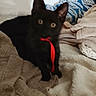 animal, black_cat, blanket, cat, comfort, cozy, curious, cute, domestic, ears, eyes, feline, fur, home, indoor, pet, red_ribbon, resting, soft_texture, whiskers