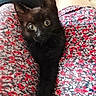 animal, bed, black_kitten, cat, closeup, curious, cute, domestic, floral_pattern, fur, indoor, legs, medical_boot, paw, pet, playful, resting, soft_light, whiskers, young_cat