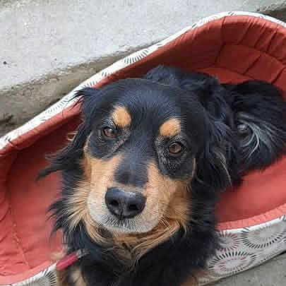 Nouky participe au concours pour gagner de l'argent avec cette photo : dog, pet, black_and_tan, fluffy, long_hair, brown_eyes, animal_face, sitting, dog_bed, red_cushion, outdoor, concrete, wall, portrait, looking_at_camera, adorable, companion_animal, paws, home, vertical_photo