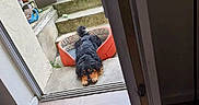 Nouky a rejoint le concours — aidez-le/la à gagner de superbes lots ! dog, pet, small_dog, fluffy, sitting, doorstep, entrance, door, doormat, outdoor, home, porch, candid, looking_up, fur, black_fur, brown_fur, cozy, residential, photograph