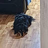 Nouky a rejoint le concours — aidez-le/la à gagner de superbes lots ! dog, black_dog, small_dog, long_hair, shaggy_fur, tan_markings, lying_down, indoor, wooden_floor, hallway, chair, towel, furniture, home, pet, animal, front_view, floppy_ears, dark_fur, casual_photo