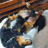 Nouky participe au concours pour gagner de l'argent avec cette photo : dogs, puppies, sleeping, lying_down, belly_up, furry, small_dogs, black_and_tan, long_hair, pets, animal, bed, blanket, indoors, wooden_furniture, relaxed, playful, cuddling, adorable, portrait