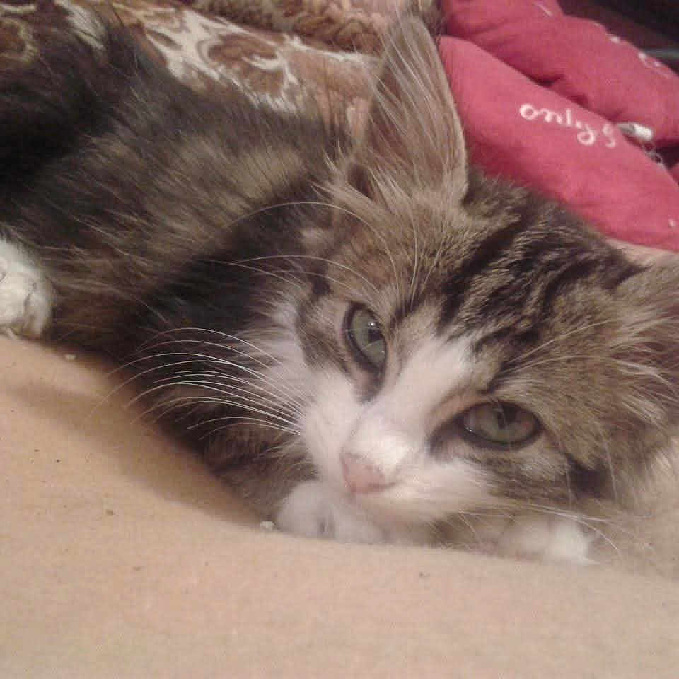 Fifi