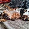 Fifi a rejoint le concours — aidez-le/la à gagner de superbes lots ! animal, bed, belly_up, blanket, calico_cat, cat, close_up, cozy, fluffy, fur, indoor, long_hair, nap, paws, pet, portrait, relaxed, sleeping, tail, upside_down